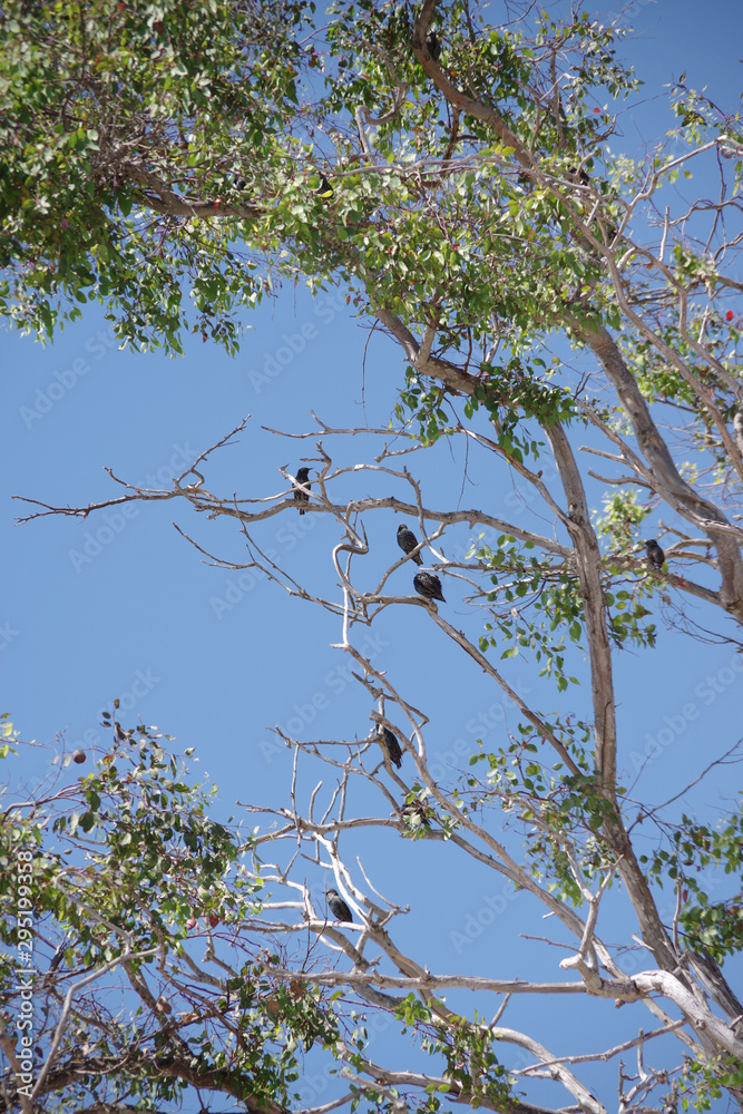 Canopy of an eucalyptus tree occupied by a group of starlings
