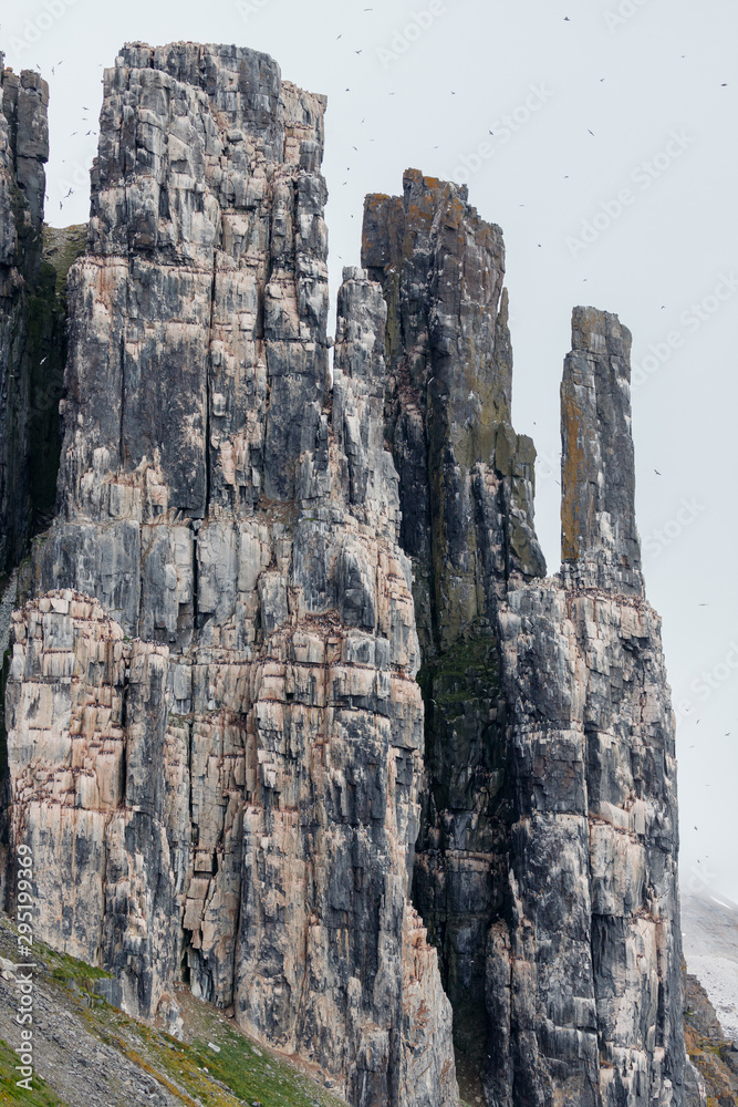 Bird rock at Alkefjellet Spitsbergen with the Brünnich's guillemot (Uria lomvia)