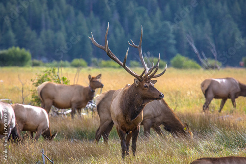 Rocky Mountain Elk