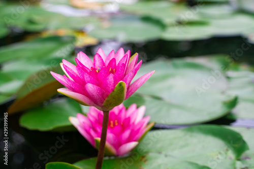 Colorful lotus flower with leaf in water park pond