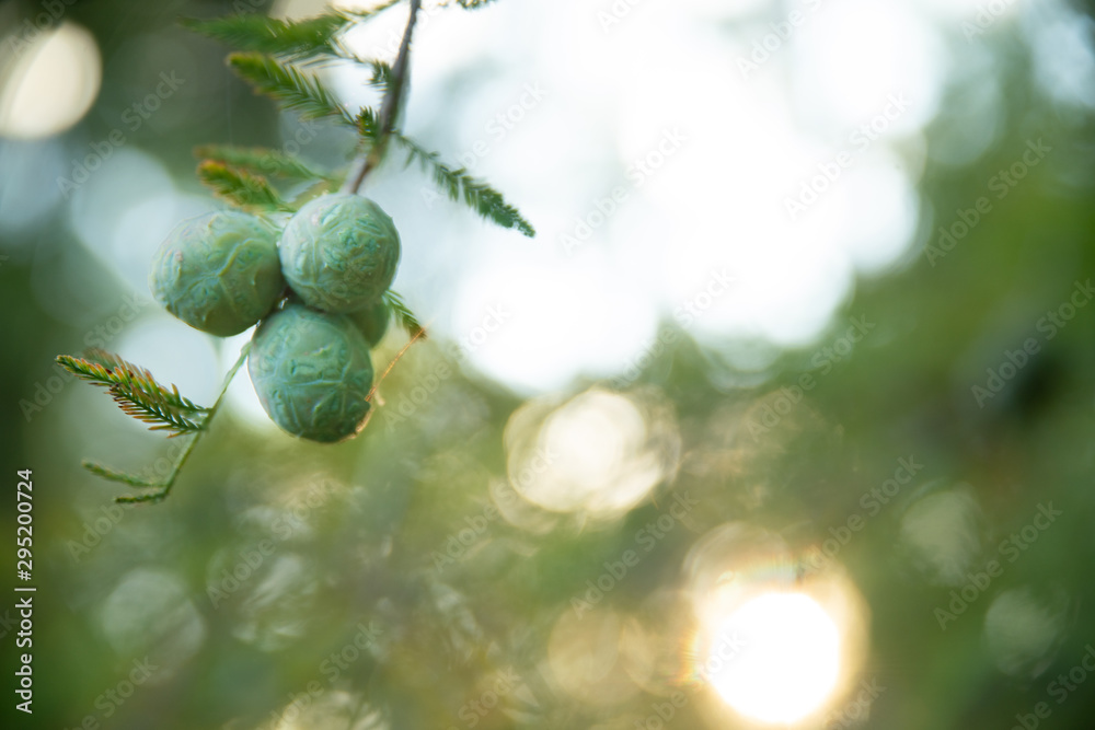 Fruit de cyprès chauve au crépuscule Fruit de cyprès chauve au crépuscule