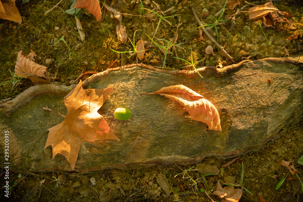 Gland,  feuilles de châtaigner et de platane sur une souche, en automne
