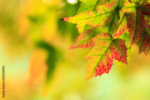 closeup view of autumnal colours leaf on colorful bokeh background