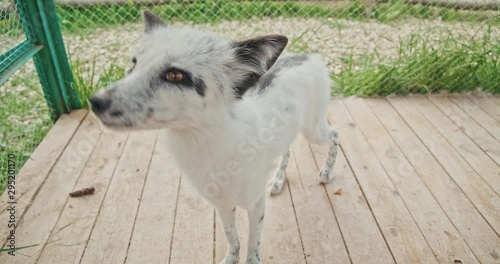 A small white fox sits in a cage and looks into the camera with sad eyes.