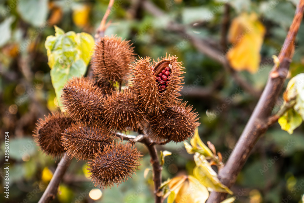 Achiote (Bixa orellana) is a large shrub or small tree produces spiny red fruits popularly called Achiote (Bixa orellana) is a large shrub or small tree produces spiny red fruits popularly called