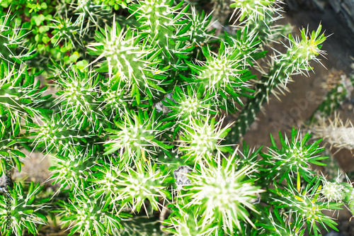 Cactus succulent species  Austrocylindropuntia subulata .