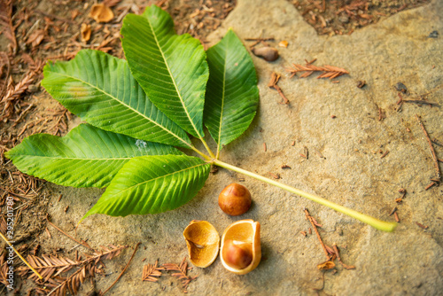 Feuille et fruit de Maronnier d'amérique du nord, tombé au sol