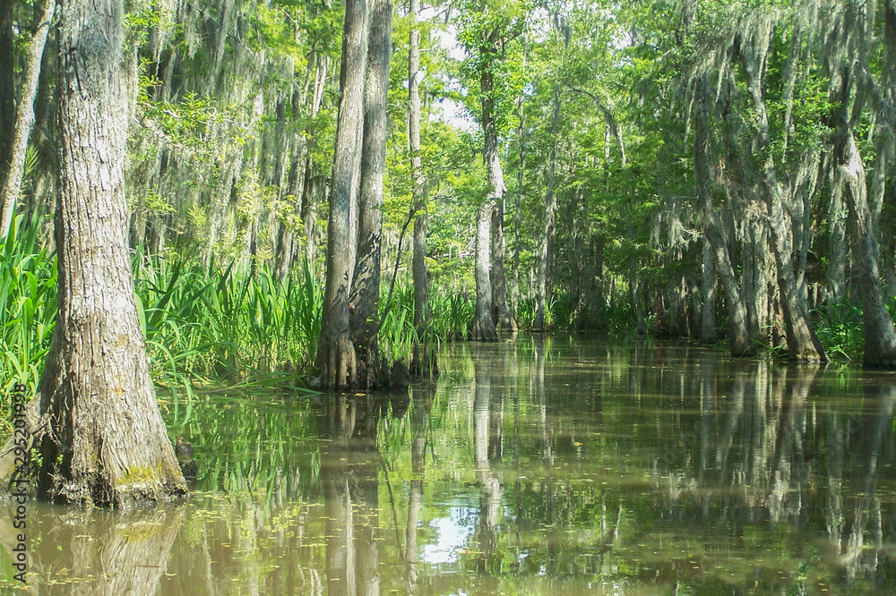 Tranquil Swamp in Louisiana Tranquil Swamp in Louisiana