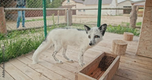 A small white fox stands in a cage by a feeder filled with dry food.