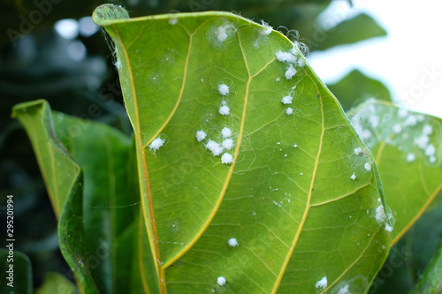 Woolly aphids infestation on leaves of fiddle-leaf fig (Ficus lyrata).