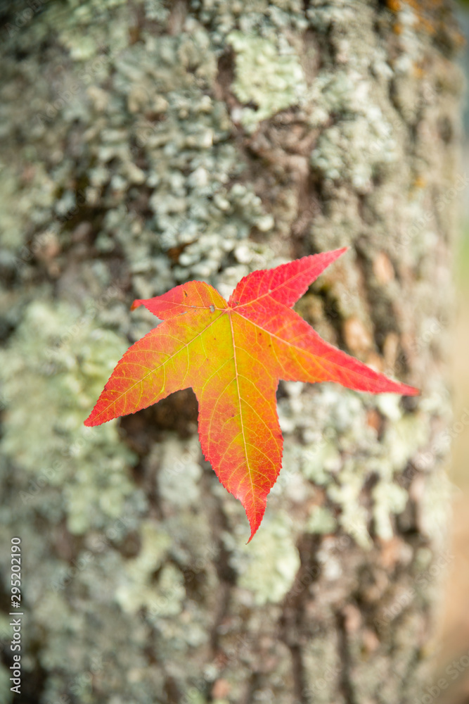 Feuilles de Liquidambar rougissante, sur le tronc, en automne Feuilles de Liquidambar rougissante, sur le tronc, en automne