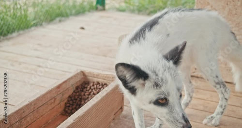 A small white fox stands in a cage near his house and looks around.