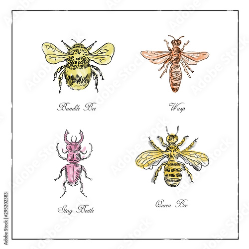 Bumble Bee, Wasp, Stag Beetle and Queen Bee Vintage Collection