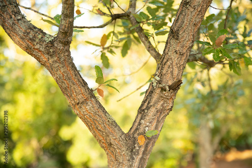 Écorce et feuilles d'un chêne chevelu persistant