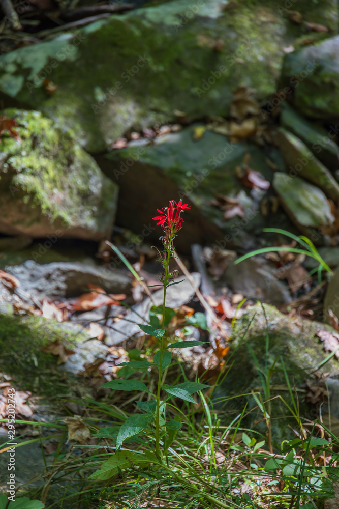 Cardinal Flower with rocks in background Cardinal Flower with rocks in background
