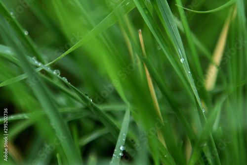 blurred photo of a juicy green meadow with grass with dew and rain drops, background