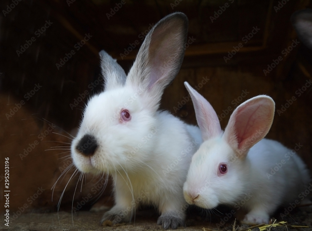 Little white domestic rabbits. Rabbit farm. Cute bunnies.
