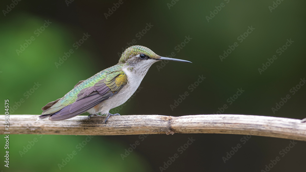 Fototapeta premium Detailed Hummingbird