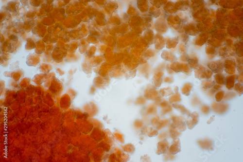 Adipose tissue under microscope view show contains large lipid droplet. photo