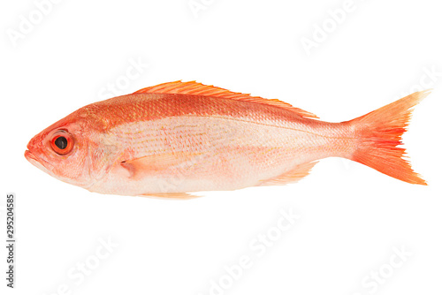 Red snapper raw fish isolated on white background. Cut out.