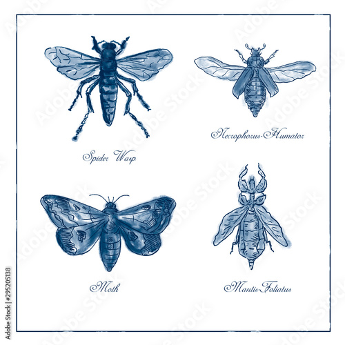 Spider Wasp, Moth, Necrophorus Humator beetle, Mantis Foliatus  Vintage Collection photo