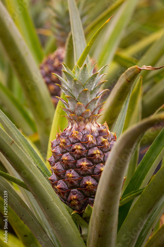 Photography Pineapple Growing