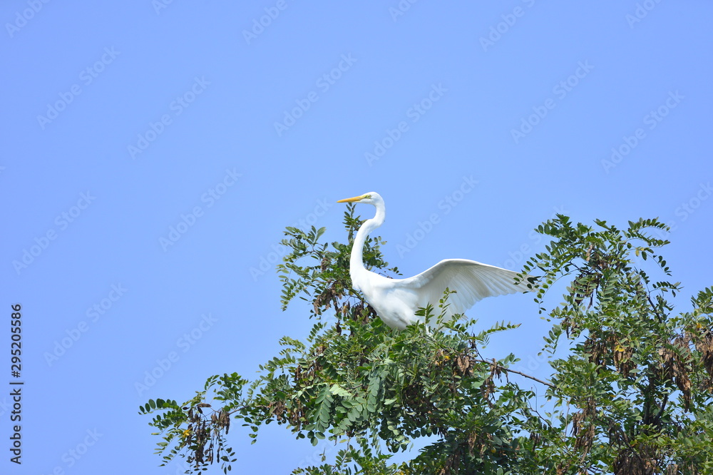 White stork in the natural environment White stork in the natural environment