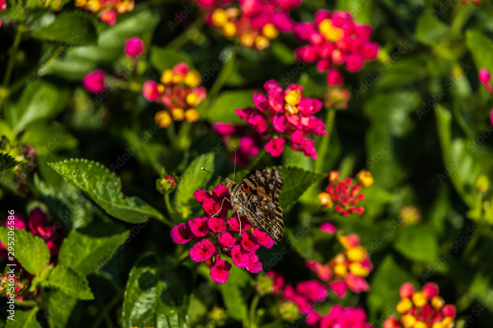 Butterfly sitting on Lantana wildflowers