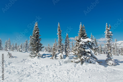 Beautiful winter landscape. Snow covered forest and mountain.