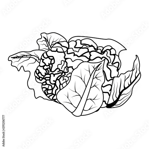 healthy vegetables design, cauliflower icon