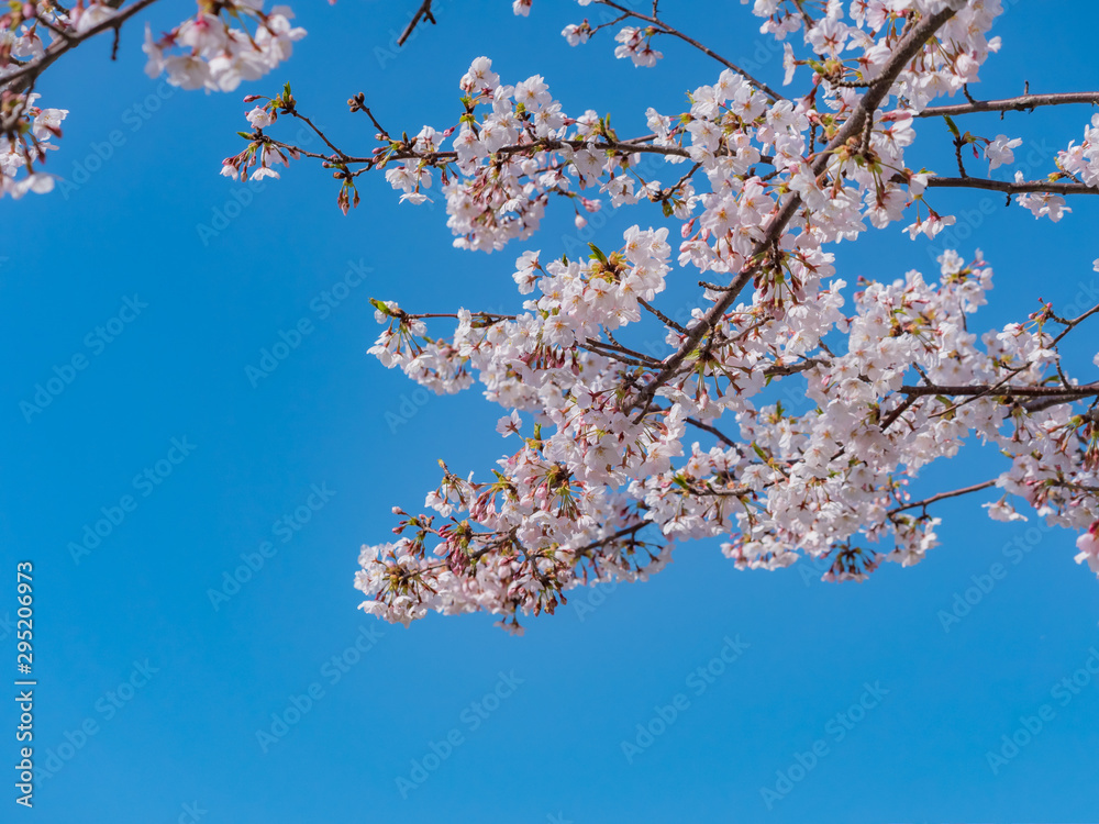 桜の枝と青空