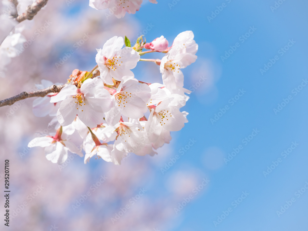 桜の枝と青空 桜の枝と青空