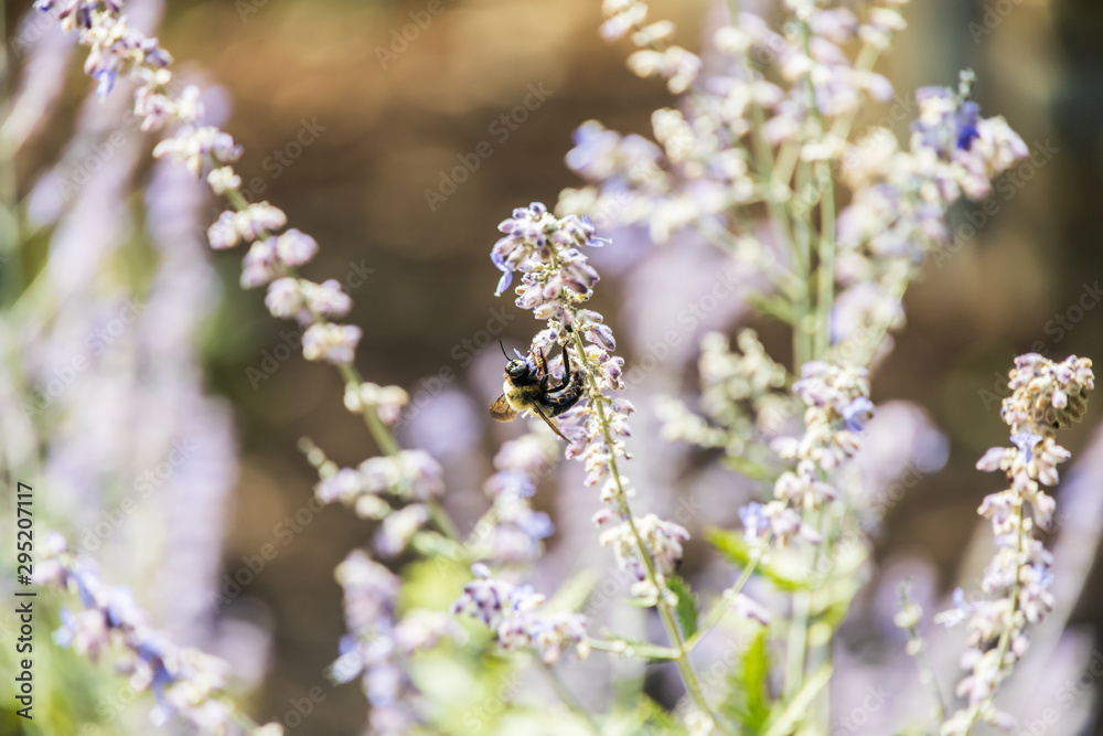 Close-up of bee on lilac colored flowers Close-up of bee on lilac colored flowers