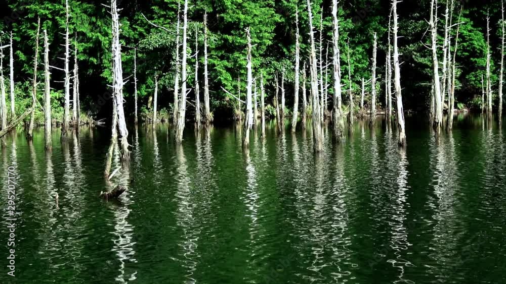 一の俣桜公園 蒼霧鯉池、山口県 4K. Beautiful pond with dead trees in Yamaguchi, Japan 一の俣桜公園 蒼霧鯉池、山口県 4K. Beautiful pond with dead trees in Yamaguchi, Japan