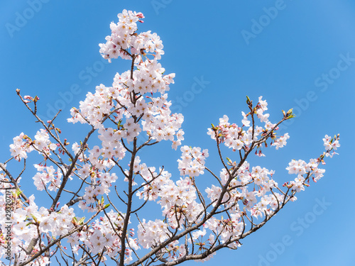 桜の枝と青空