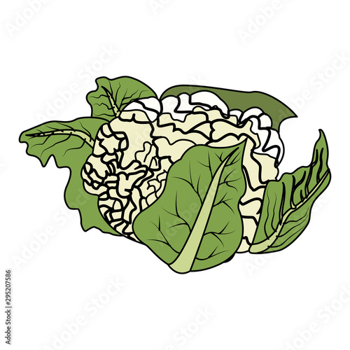 healthy vegetables design, cauliflower icon