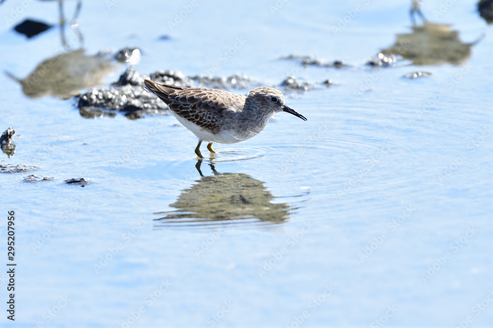 Obraz premium A Sandpiper