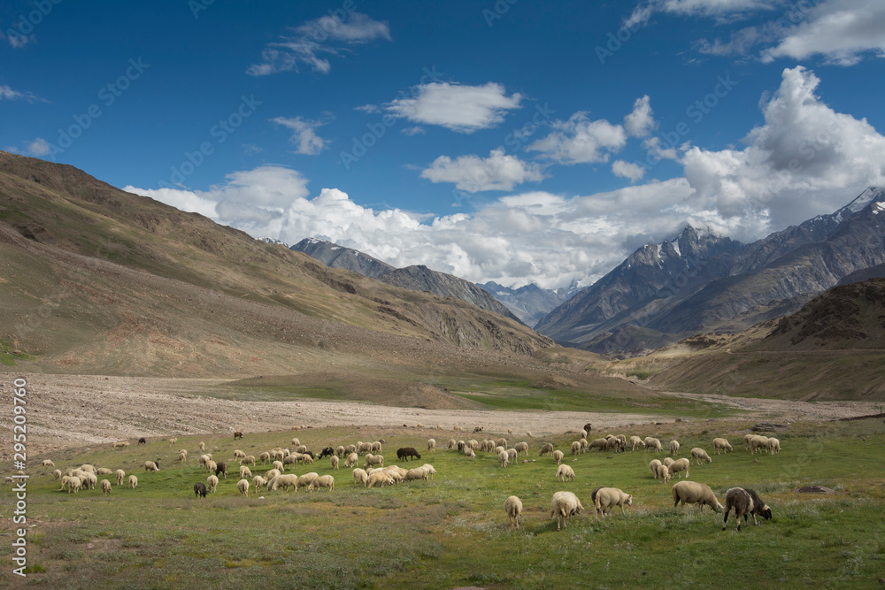 Sheeps Grazing  near Chandrataal Lake in Spiti Valley,Himachal Pradesh,India