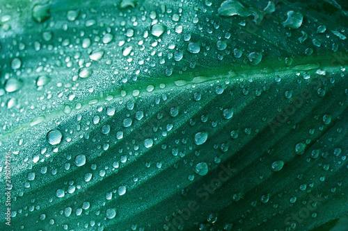 water of rain drop on dark green leave garden forest nature textured background