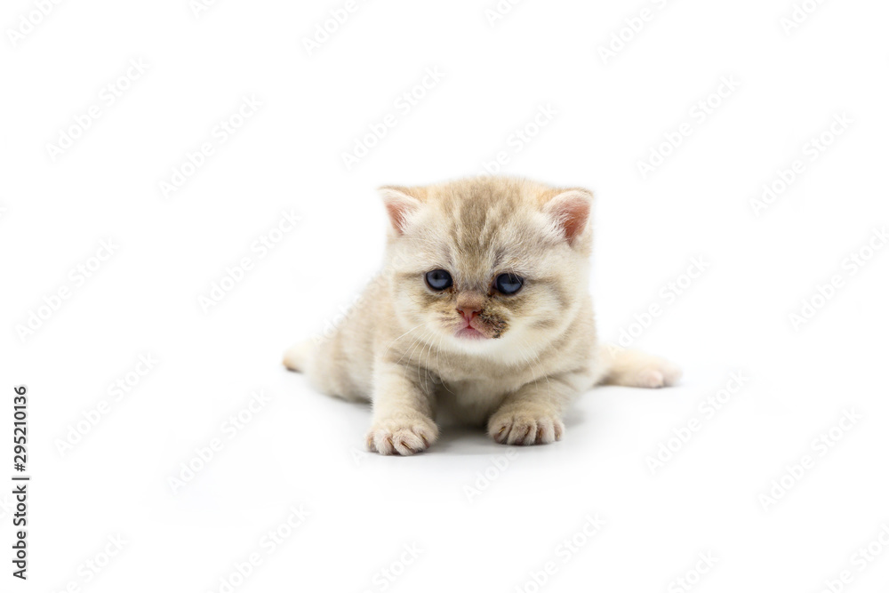 British shorthair kitten lilac has white stripes is a fungus at the mouth. Microsporum canis is a fungal infection that causes cats to have skin diseases.