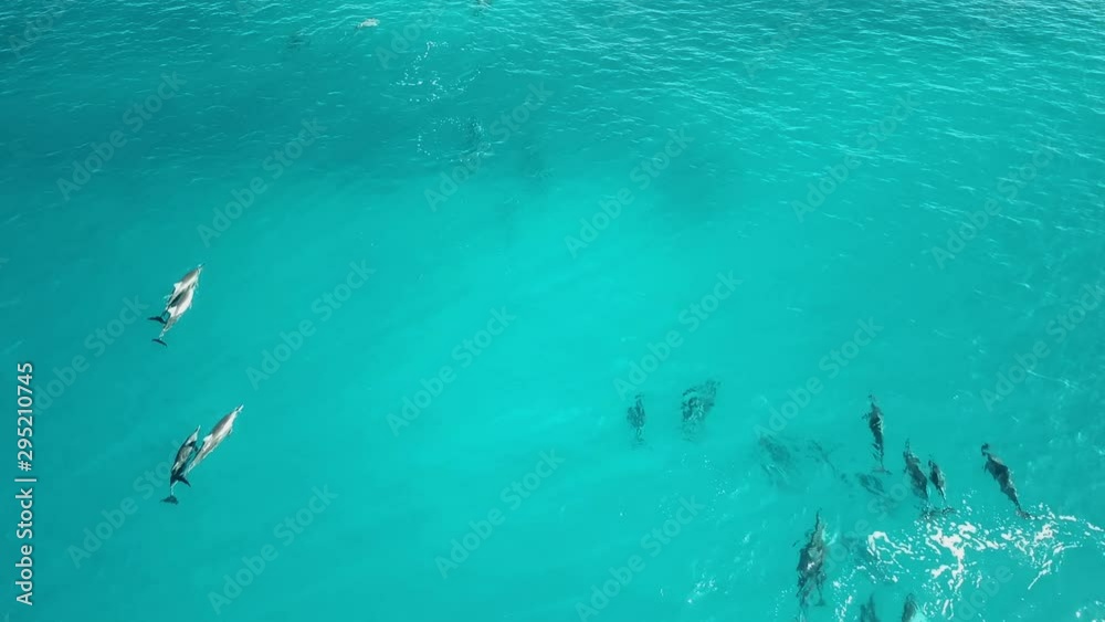 Hawaii - Dolphin Watching - Chasing Dolphins with the Drone part 2 Hawaii - Dolphin Watching - Chasing Dolphins with the Drone part 2