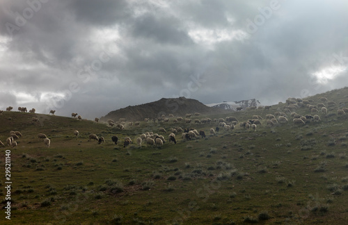 Sheeps Grazing near Chandrataal Lake in Spiti Valley,Himachal Pradesh,India