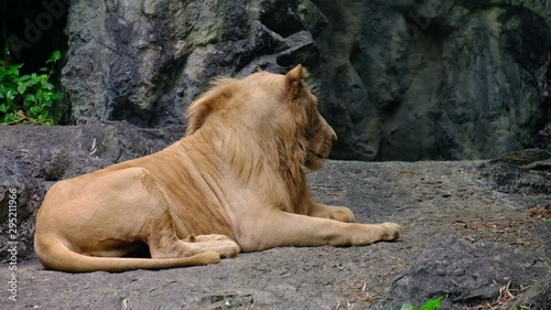 The lion was sitting looking wide in Thailand, animal concept