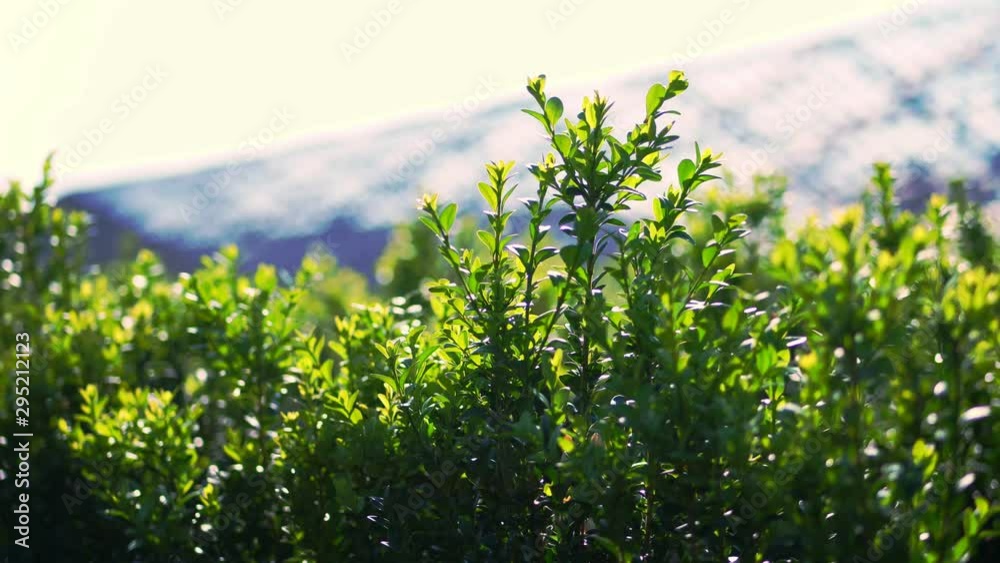 close-up, boxwood leaves sway in the wind, in the sun. juicy green boxwood bush. growing ornamental evergreen nursery boxwood for sale on tree farm. farming, greenhouse farming