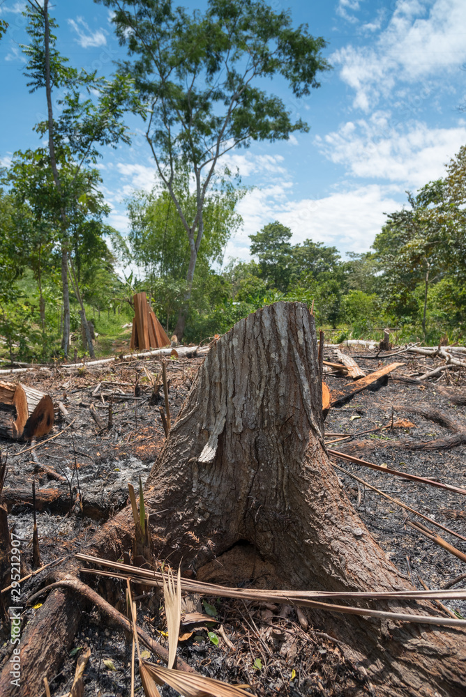 Tree cutting for the wood industry and land use for agriculture. Tree cutting for the wood industry and land use for agriculture.