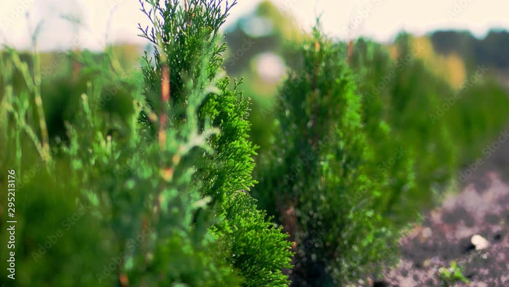 close-up, thuja sways in the wind, in the sun. juicy green thuja . growing ornamental evergreen nursery thuja for sale on tree farm. greenhouse farming