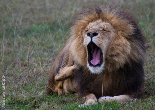 Yawning Male Lion