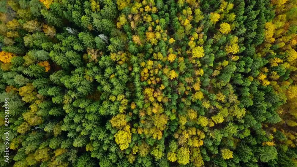 Autumn in forest aerial top down view. Fall colors of mixed countryside woodland, green conifers, yellow deciduous trees. Drone flies over treetops colorful texture, zoom in and spin movement Autumn in forest aerial top down view. Fall colors of mixed countryside woodland, green conifers, yellow deciduous trees. Drone flies over treetops colorful texture, zoom in and spin movement