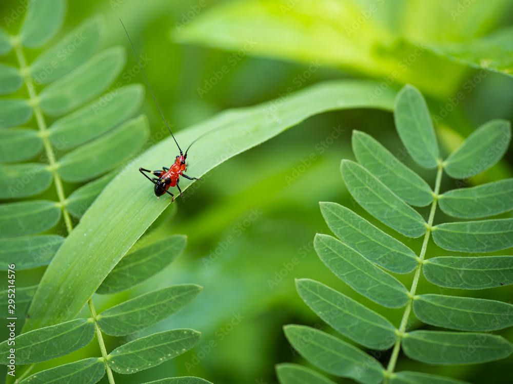 a little red grasshopper on grass in the morning a little red grasshopper on grass in the morning
