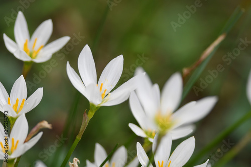 白い花 ゼフィランサス